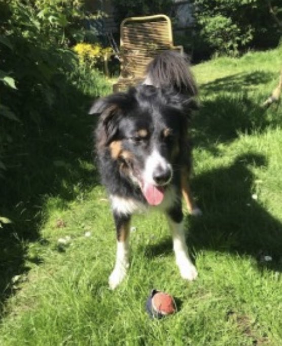 colliesontherun's tweet photo. 🆘URGENT Rts PLS - DUE AN OPERATION TODAY 30/3/22🆘
JAKE missing Kineton Road, #SOUTHAMPTON #SO15 SOUTH EAST 29/3/22
Male/adult #BorderCollie Tri-Colour
TAGGED CHIPPED NEUTERED
JAKE HAS AN OBSTRUCTION IN HIS THROAT AND CANNOT EAT AT THE MOMENT
https://t.co/B9LaWTZRwa https://t.co/k187s39HaN