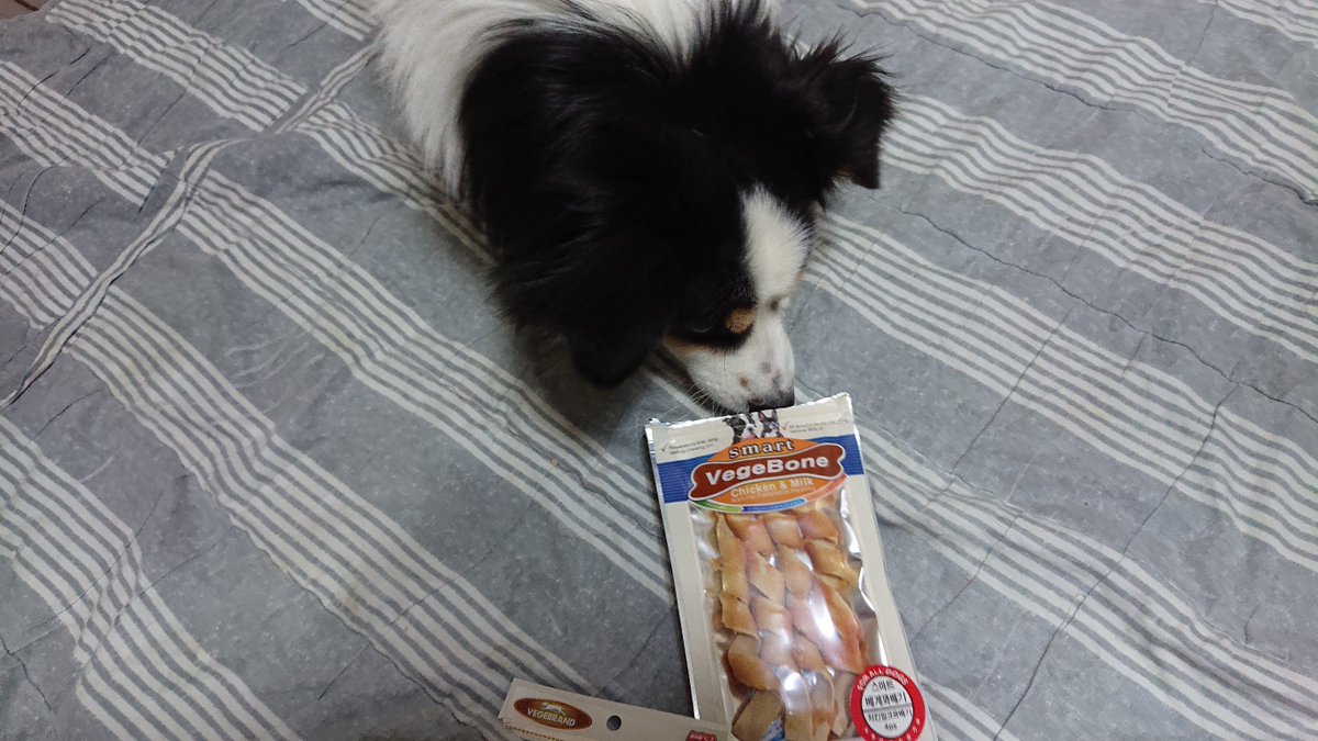 울 6살 강아지 탄탄이가 3년째 꾸준히 먹고 있는 간식겸 껌인 베게브랜드 스마트 베게본 꽈배기 덴탈껌이예요^^

link.coupang.com/a/lyir9

"트윗에 소개한 상품은 쿠팡 파트너스 활동의 일환으로, 이에 따른 일정액의 수수료를 제공받습니다."