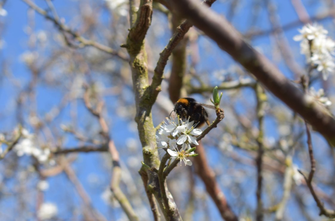 The value of flowering hedgerows is the theme in our latest blog. Quite simply, flowering hedgerows can provide food, shelter and nesting sites for pollinators, as well as a safe and convenient corridor for ease of movement. scottishpollinators.wordpress.com/2022/03/28/sin…