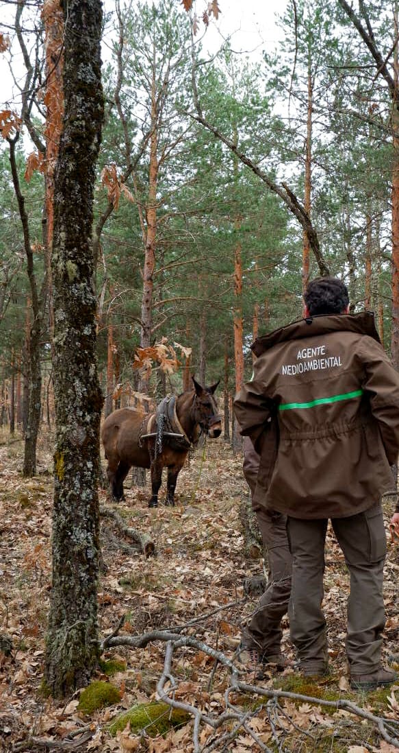 LifeRebollo's tweet photo. Una de las observaciones más interesantes fueron los #bosquesmixtos de #pinosilvestre y #rebollo🌲🌳  donde ambas especies conviven de forma muy favorable. Estos bosques pueden ser una alternativa muy buena de adaptación al #cambioclimático y conservación de la #biodiversidad. https://t.co/a64dbcZeYF