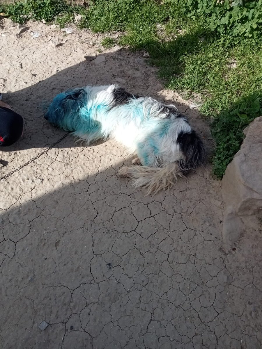 NavaLiberAnimal's tweet photo. Cuando la gentuza se comporta como la basura que es. Esa gentuza que se divierte atacando y agrediendo a los indefensos para divertirse.
Las personas que maltratan animales acaban maltratando a personas, porque su empatía es nula.
#Getaria #Gipuzkoa #penasdurasmaltratadores https://t.co/rnx0q2OA5v