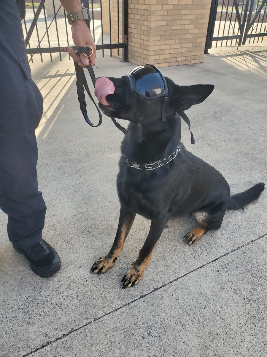 sarahdzm's tweet photo. Officer Aika looking 😎 this evening. 🔥🐾  @utrgvpd https://t.co/rqnlR3jAVm