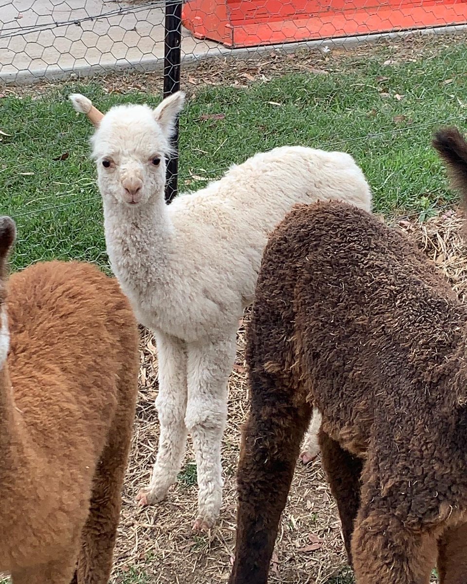 Deb Hein tweet media