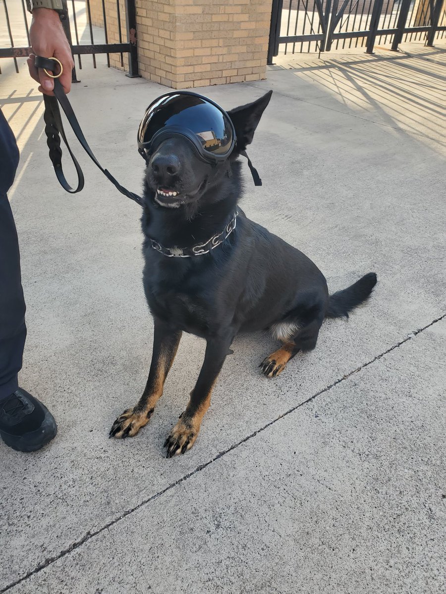 sarahdzm's tweet photo. Officer Aika looking 😎 this evening. 🔥🐾  @utrgvpd https://t.co/rqnlR3jAVm
