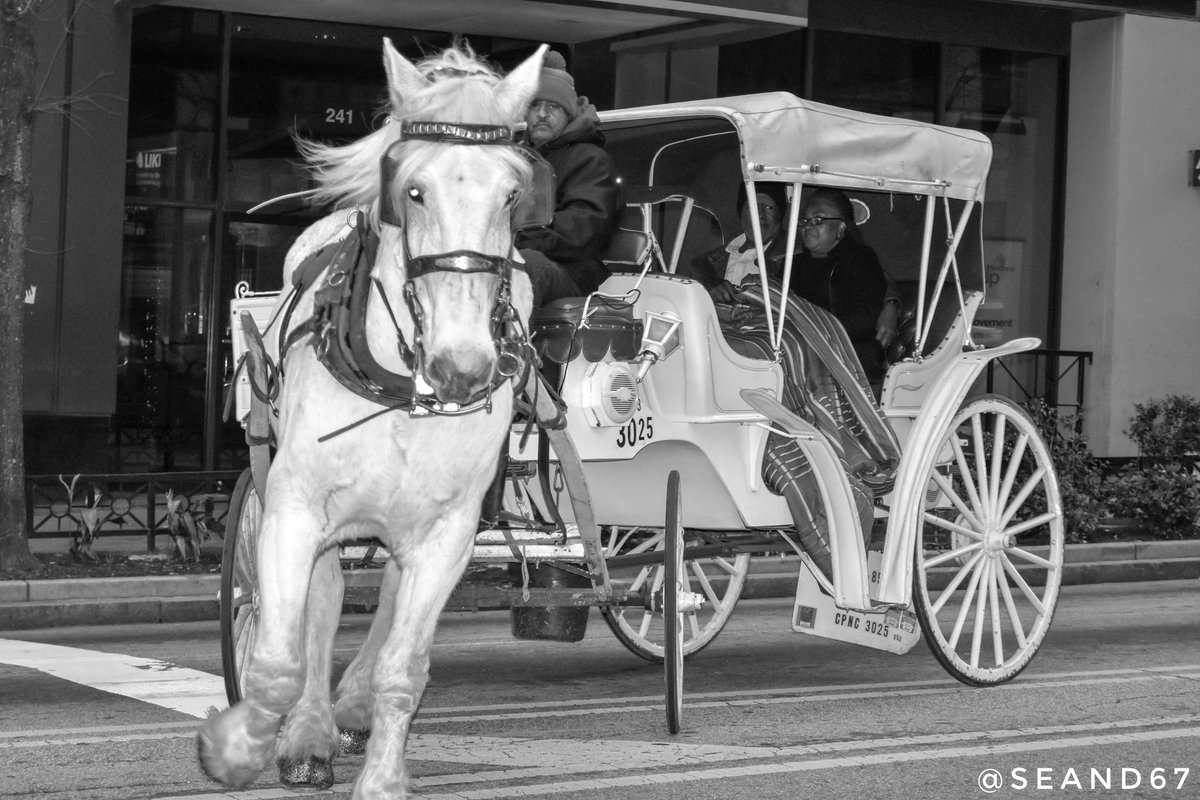 Horse n Carriage! 📸🐴🌄💫 @downtownatlanta @seand6711 #atlanta #horseandcarriage #georgia #peaceful #PositiveVibes #photography #atl #citylife #monochrome #horse