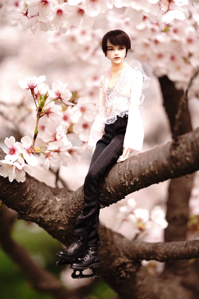 dollhanyu's tweet photo. 春ちゃん(羽生くん)

衣装はぬいくまさん製作。
本当に綺麗🌸

#桜 
#羽生結弦
#ドールとお花見
#ドール野外撮影
#うちのこかわいい
#六分の一男子図鑑
#ilce9 
#YuzuruHanyu𓃵 https://t.co/O8Rg3yNbzt