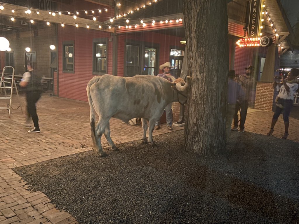 CFloresNews's tweet photo. Is that Bevo on Rainey? https://t.co/CDOZDiN5Ad