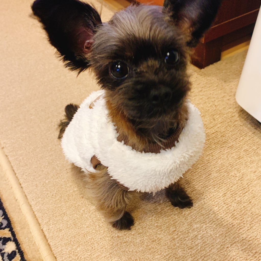 白くま マルプー 黒くま ヨープー トリミングが嫌いなわんこたち 白ちゃんはトリミングということを 察して逃げ回ってたらしい みんなの家族もそうなのかなぁ マルプー ヨープー ヨーキー トイプー マルチーズ トイプードル