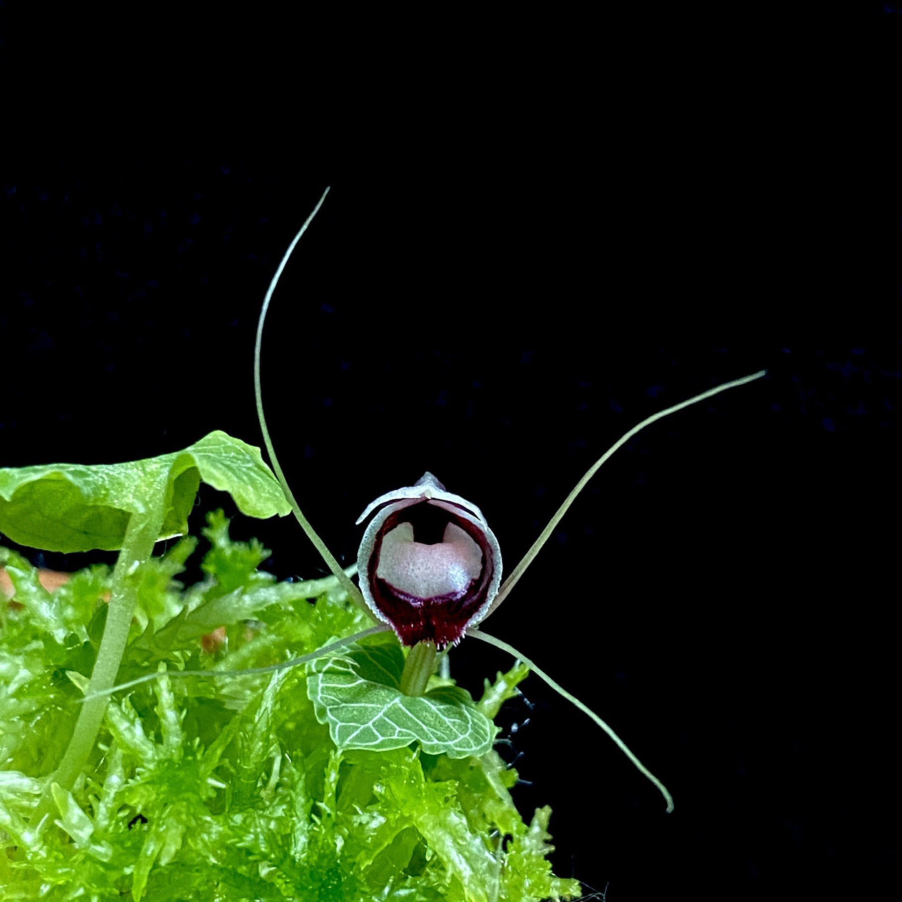 【コリバス】Corybas Sp.(1芽+1球) コリバス】Corybas Sp.(開花済み) 1球 - メルカリ