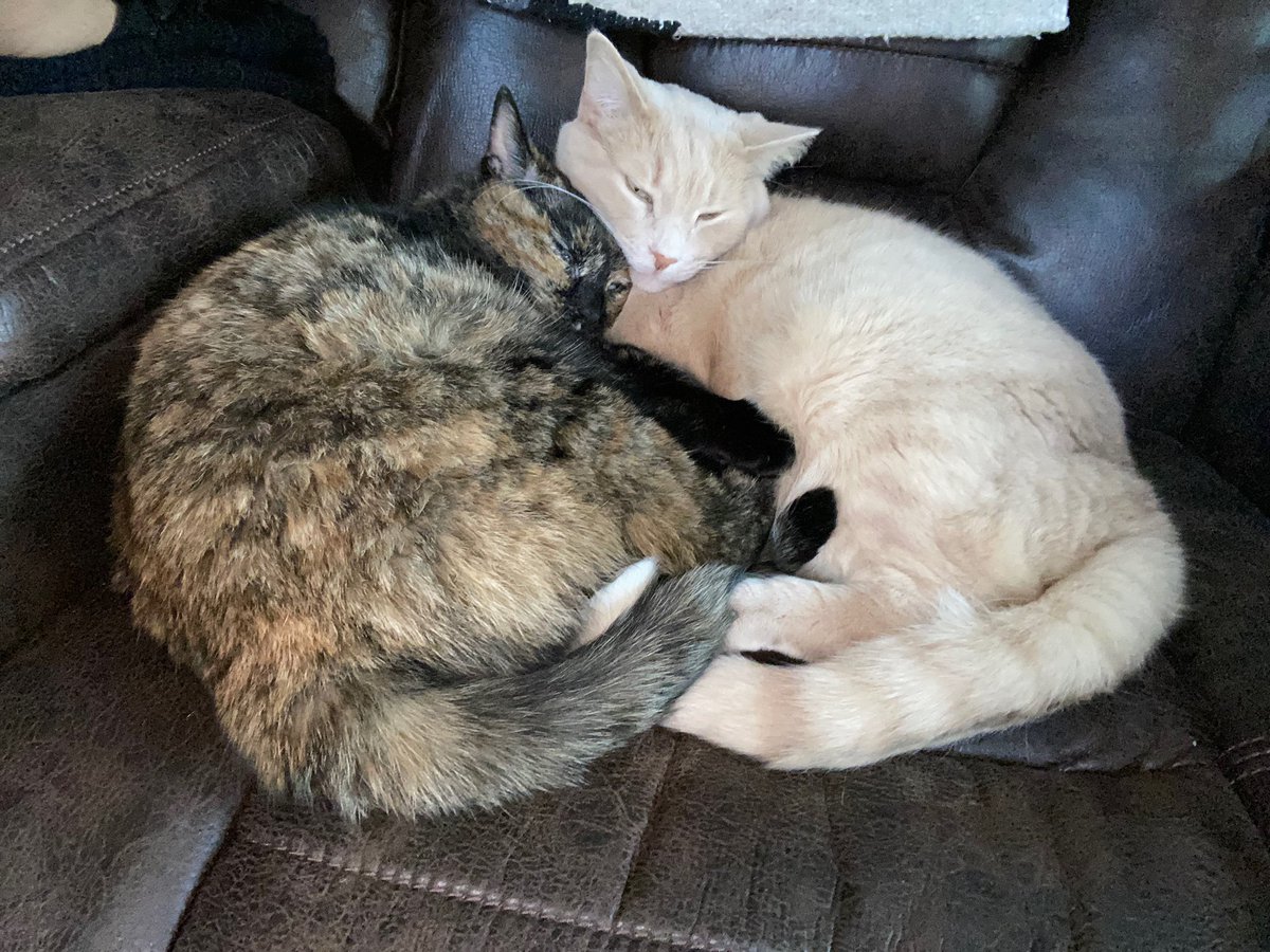 CreatureApes's tweet photo. Post ur pet, I rly miss mine rn 😪 at least they’ve got each other 🥰 https://t.co/evqT2iBOCu
