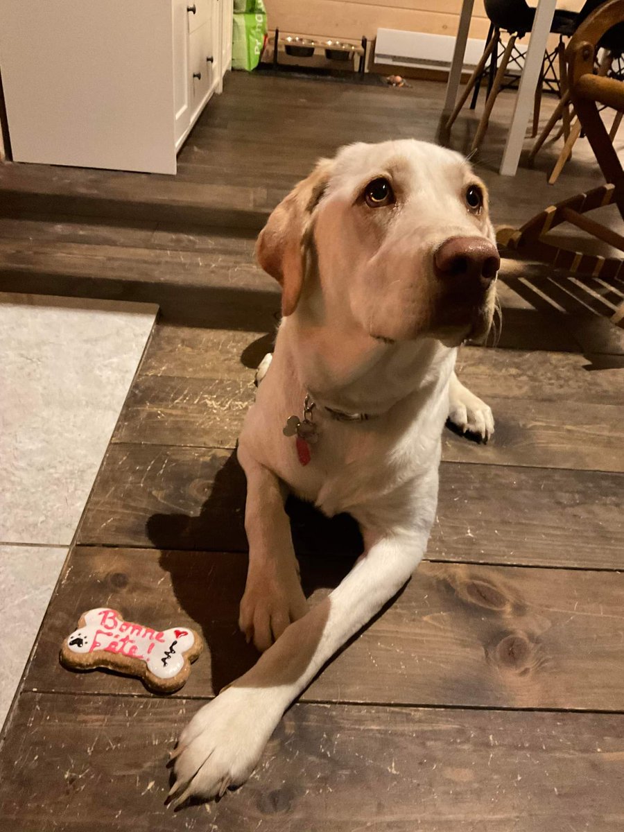 mathieu2em's tweet image. Happy birthday to my little coding assistant Mila :)
She&apos;s 1 yr old today !! 🥰🥰
#CNFTCommunity #cnft #cardanodev #cyberpickle