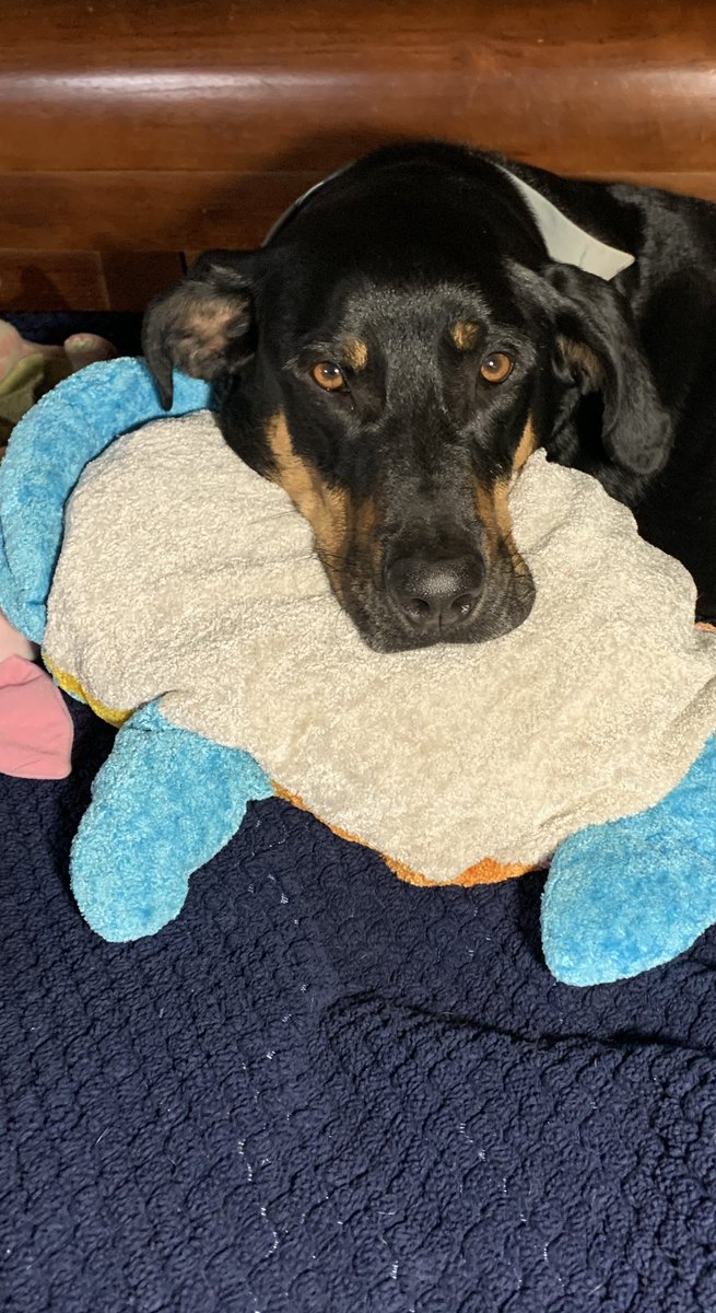 Nite nite everypawdy!  Sweet Dwems!