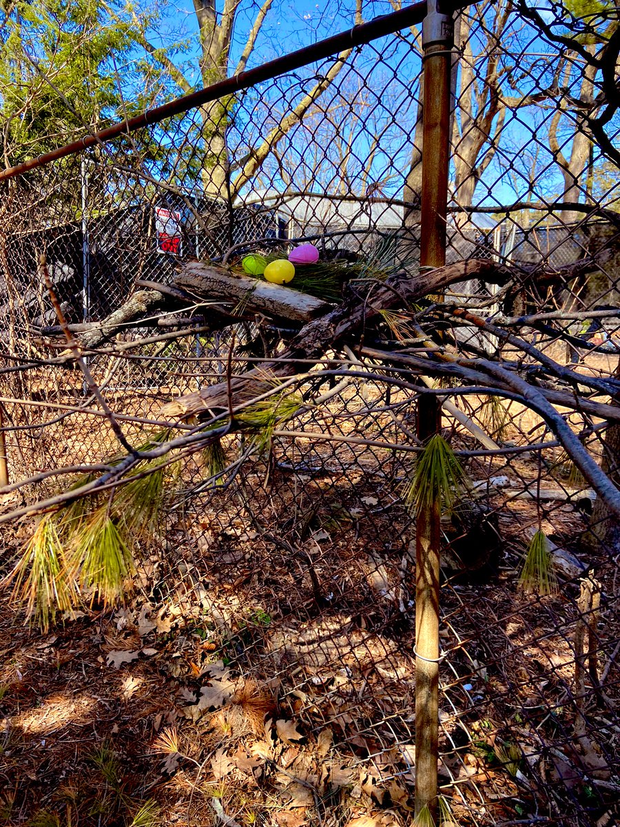 ms_stevenskr's tweet image. Today’s Tinker Tuesday challenge was all about being grounded in Mother Nature, with a focus on naturally made structures. Your Task: as a team can you build a birds nest? @HDSB_smhwb @HDSBKidsLearn @newcentralps