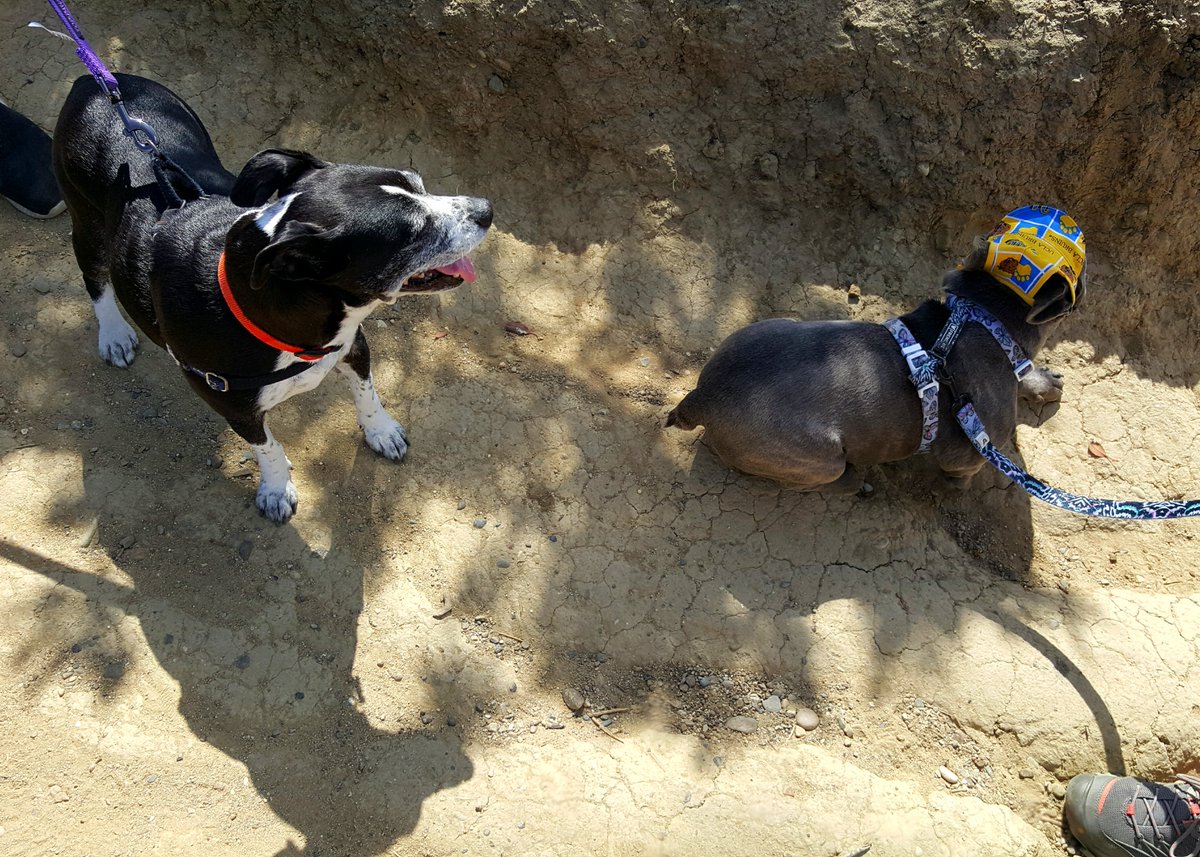 griz1's tweet photo. Lets go #UCLABIRCBrainSPORT @UCLABrainSPORT @BIRC_at_UCLA! ONLY 2 Days left to show your support. If these 2 can do it you can too! #BrainInjuryAwarenessMonth #BIAM #StopTBI #StopConcussions #Holly #Priscilla #DogsOfBrainSPORT #dogsoftwitter
Join the team: https://t.co/KyijbFSXKY https://t.co/fOqP5XsxLx