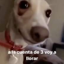 KuongAntonella's tweet photo. @humberdz Ahora que hago con este sentimiento llamado YA SÁQUENLA https://t.co/emiqnJMDeJ