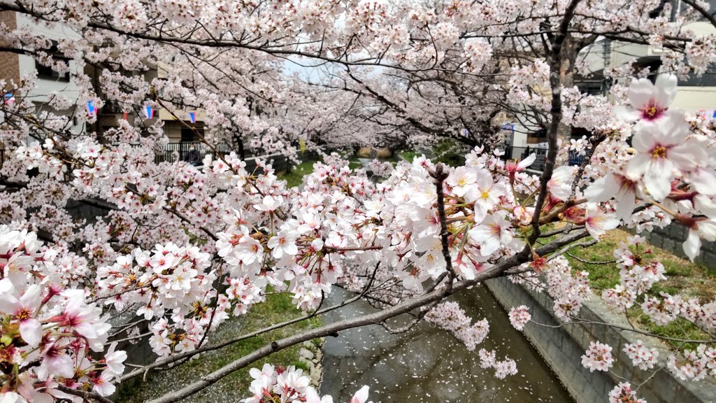 UMEZU_n's tweet photo. 桜ですよ皆さん https://t.co/vXaI5ugEH2