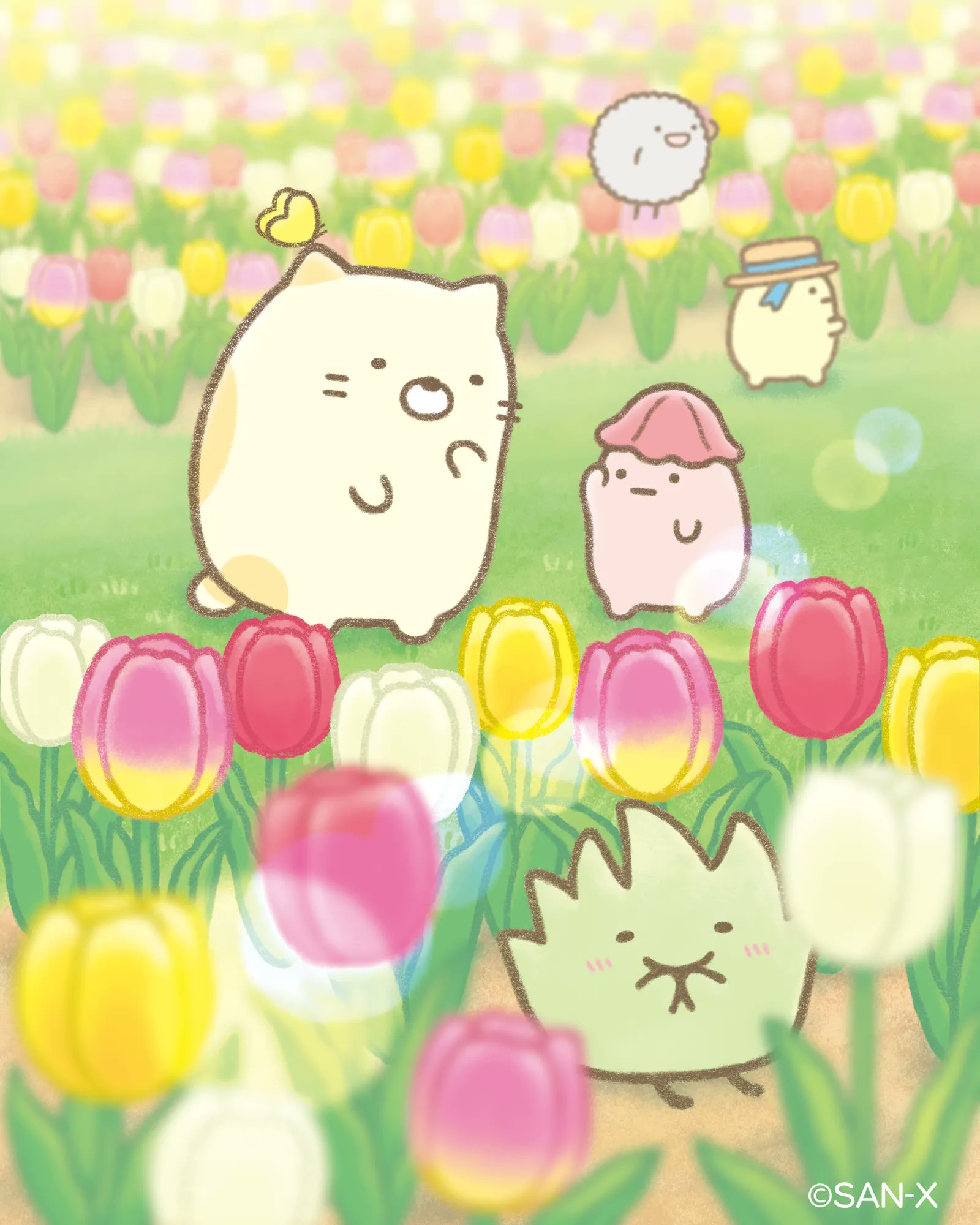 すみっコぐらし【公式】 on X: 