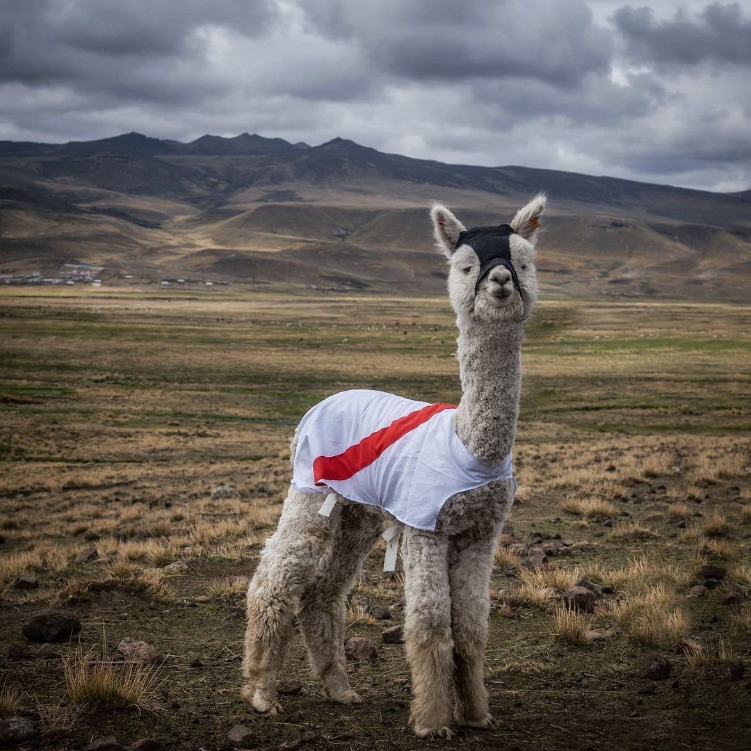 gastongaviola's tweet photo. Si vamos (claro que sí!) ya tenemos mascota!! Alpacadula. https://t.co/8ZQMr5NhO1