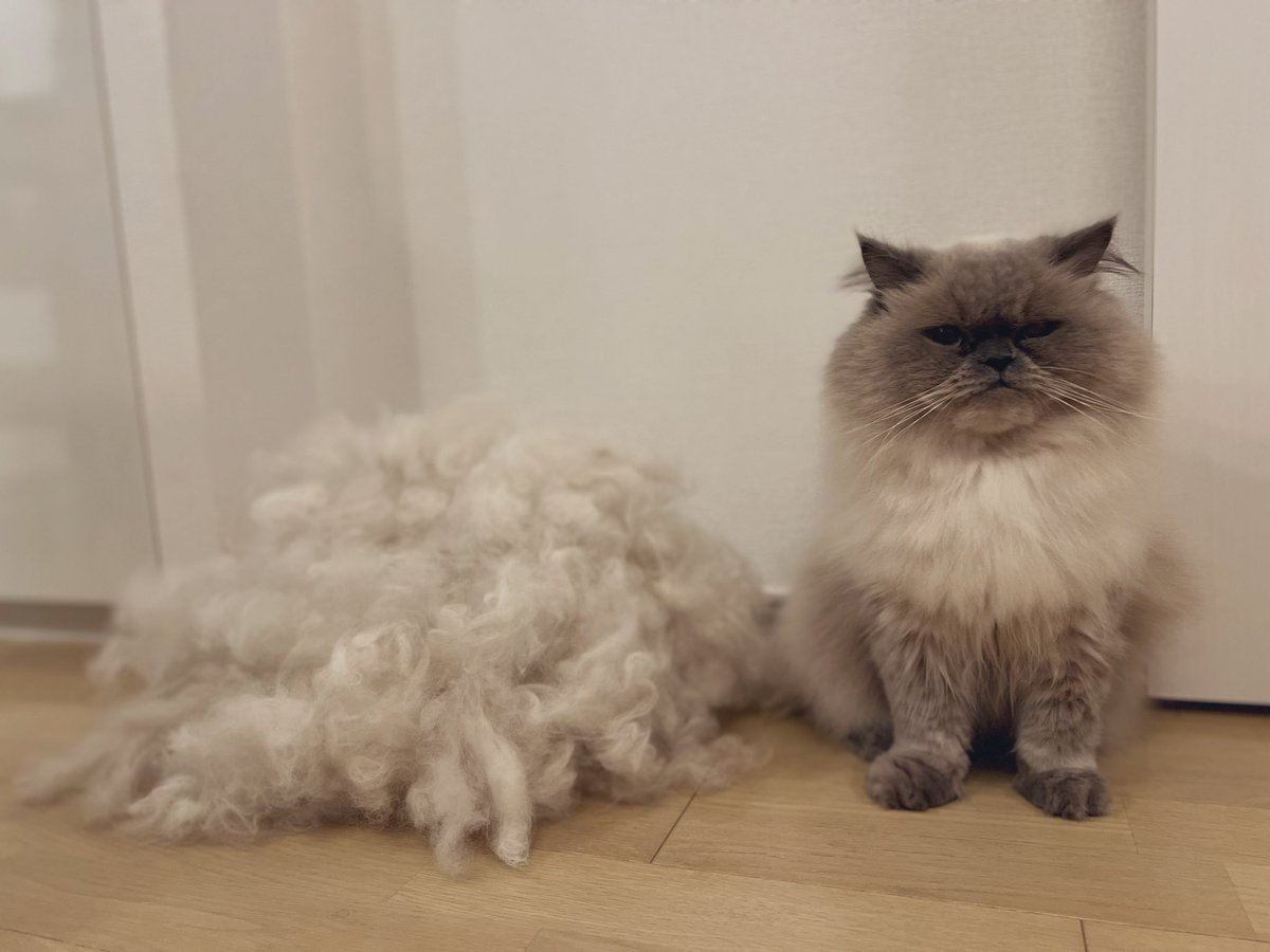 タグ ヒマラヤン の注目ツイート メガとんトラック タグ ヒマラヤン の注目ツイート メガとんトラック