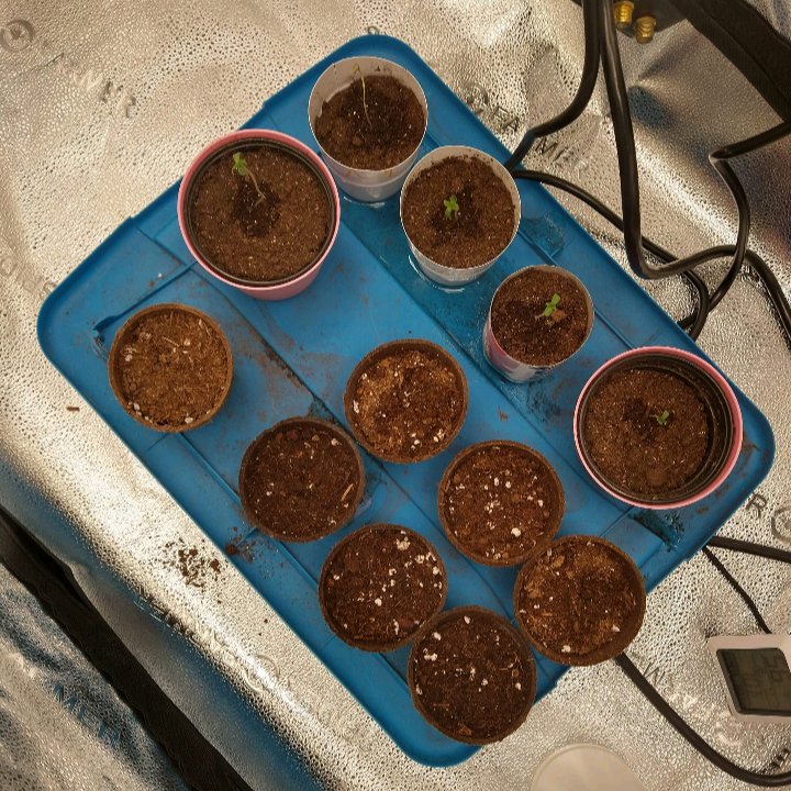 Dieseltechpro's tweet photo. My 5 in the tent with 7 Jack Herer autos #Mmemberville #WeedLovers #CannabisCommunity #indica #sativa #jackherer #spiderfarmer #platinumOG #Gooberry https://t.co/4mEcGrDZPY