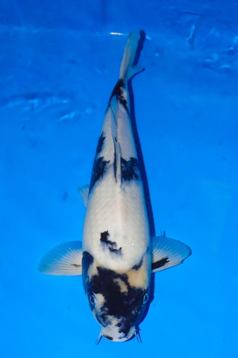 ヤフオク出品中です！
日曜日の20時代に終了です。
よろしくお願い致します。