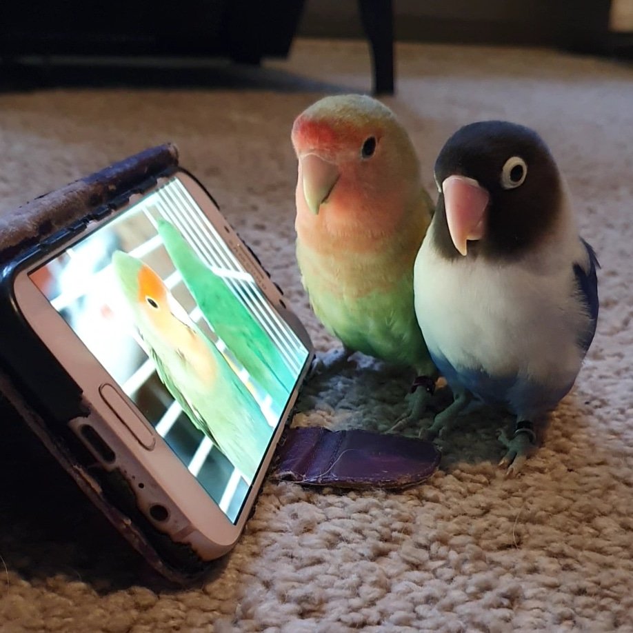 Bingewatchers...📺💙 #lovebirds #bingewatching #binge #birdsoftwitter #parrots #parrotsoftwitter #parrotlife #birdlife #birdwatching #pets #cutebird #cute #birdpic #birdphotography #cuteanimals #CutiePie #agapornis #parrotlovers #birdlover #twitterbird
