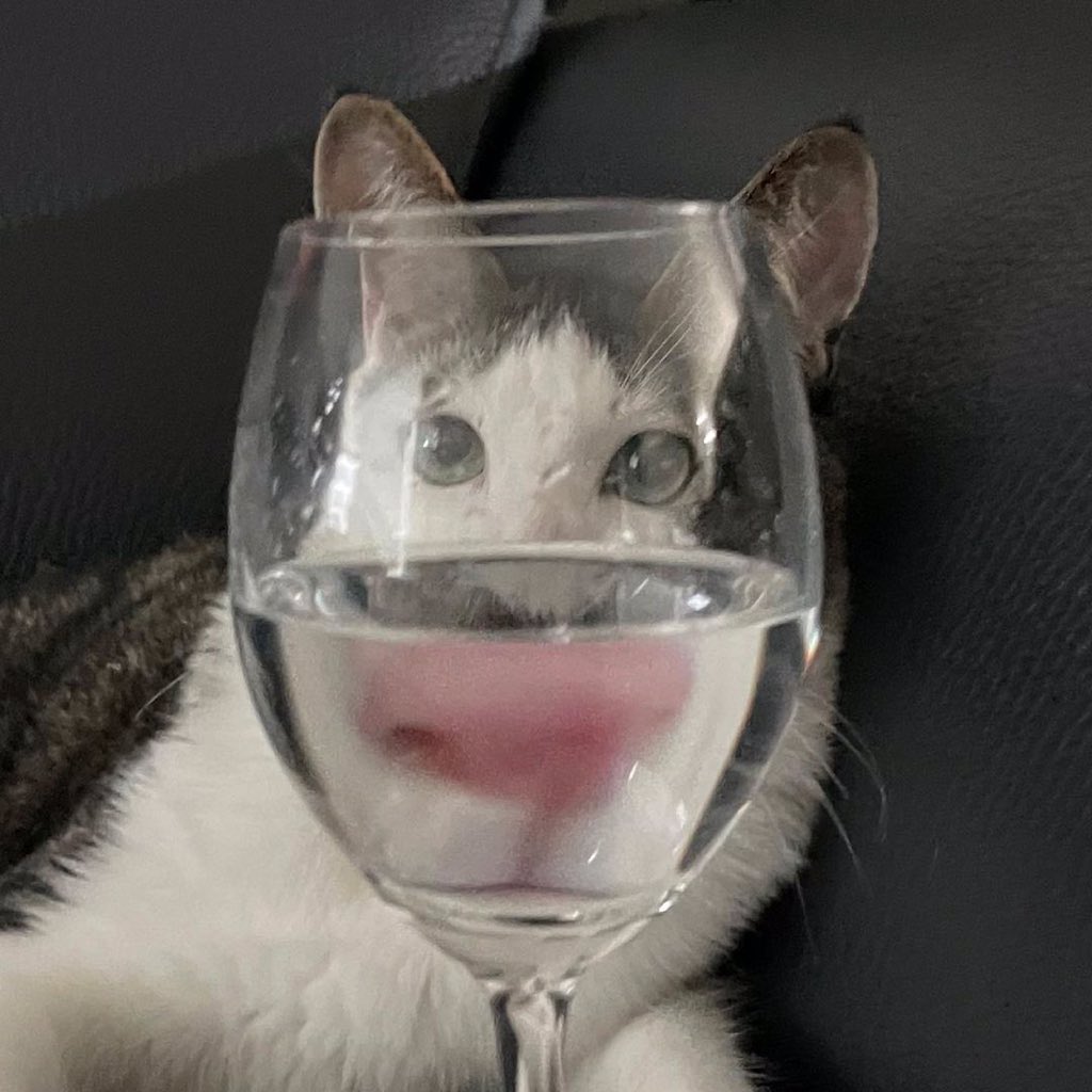 cats being weird little guys 👅 tweet media