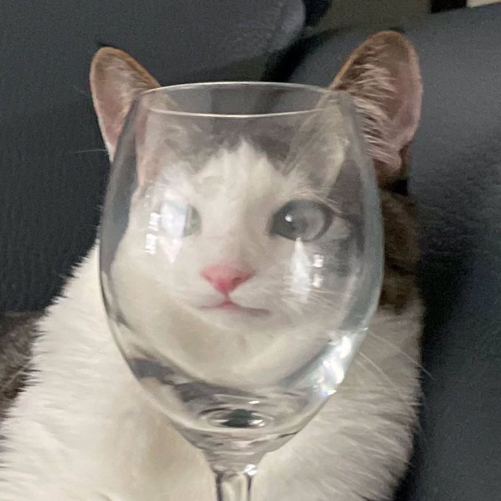 cats being weird little guys 👅 tweet media