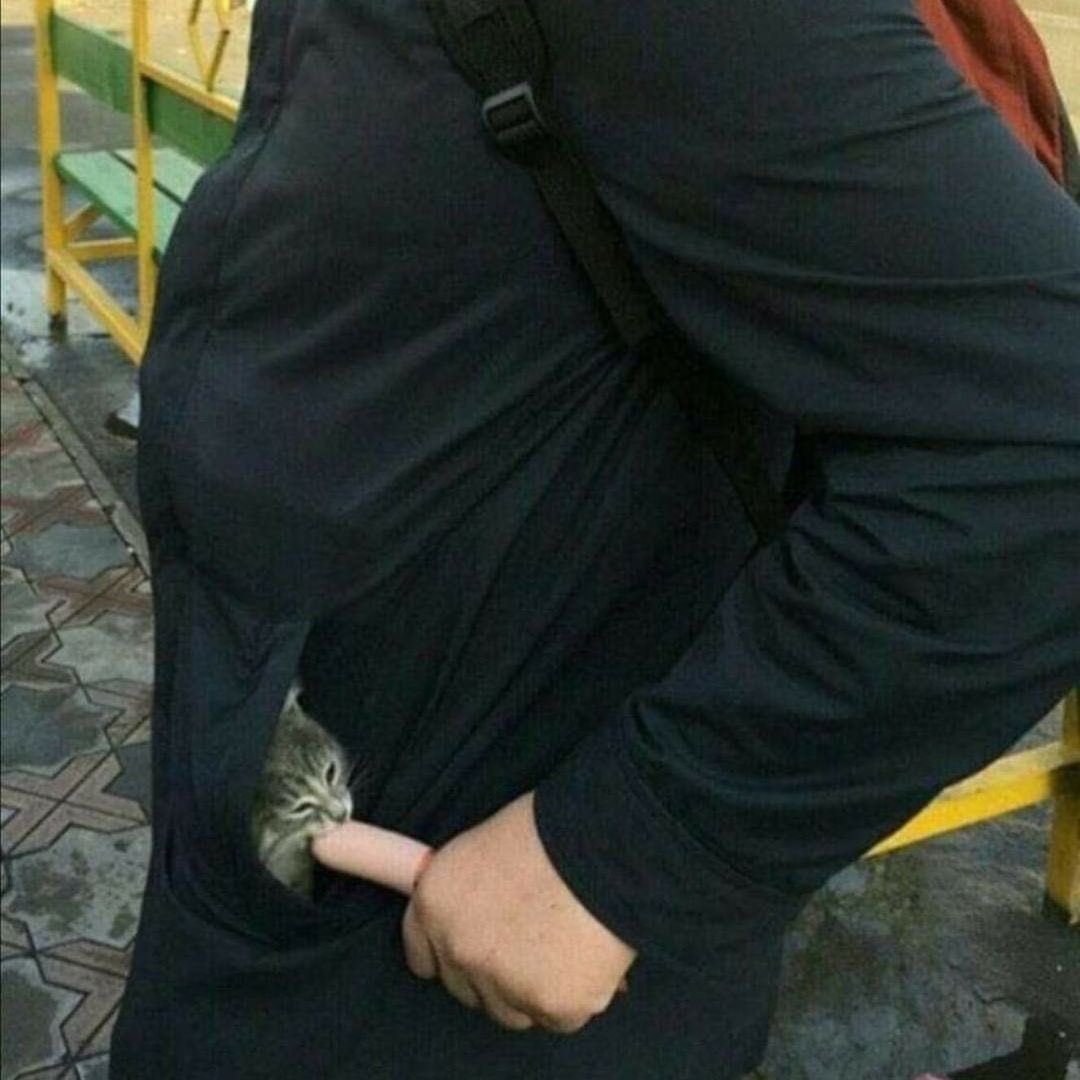 cats being weird little guys 👅 (@weirdlilguys) on Twitter photo 