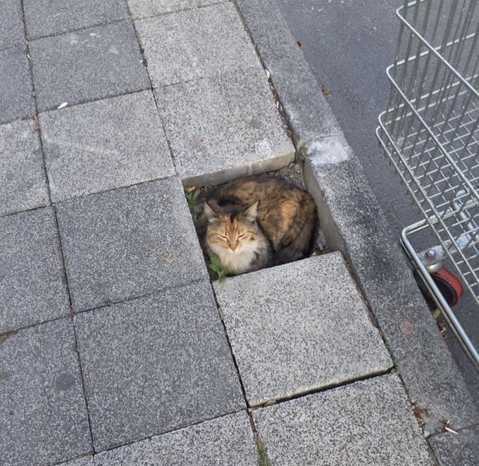 cats being weird little guys 👅 (@weirdlilguys) on Twitter photo 