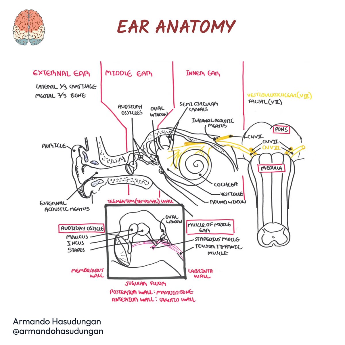 armandohasudung's tweet photo. Here is the detailed video of Ear Anatomy. Get to watch https://t.co/BYF9uRASC6
Follow us for more updates @ https://t.co/35oV6DyaWQ
#earanatomy #ear #middleear #innerear #tympanicmembrane #eardrum #equilibrium #hearing #senseorgan #pinna #auricle #externalauditorycanal https://t.co/b4jdmEX3cK