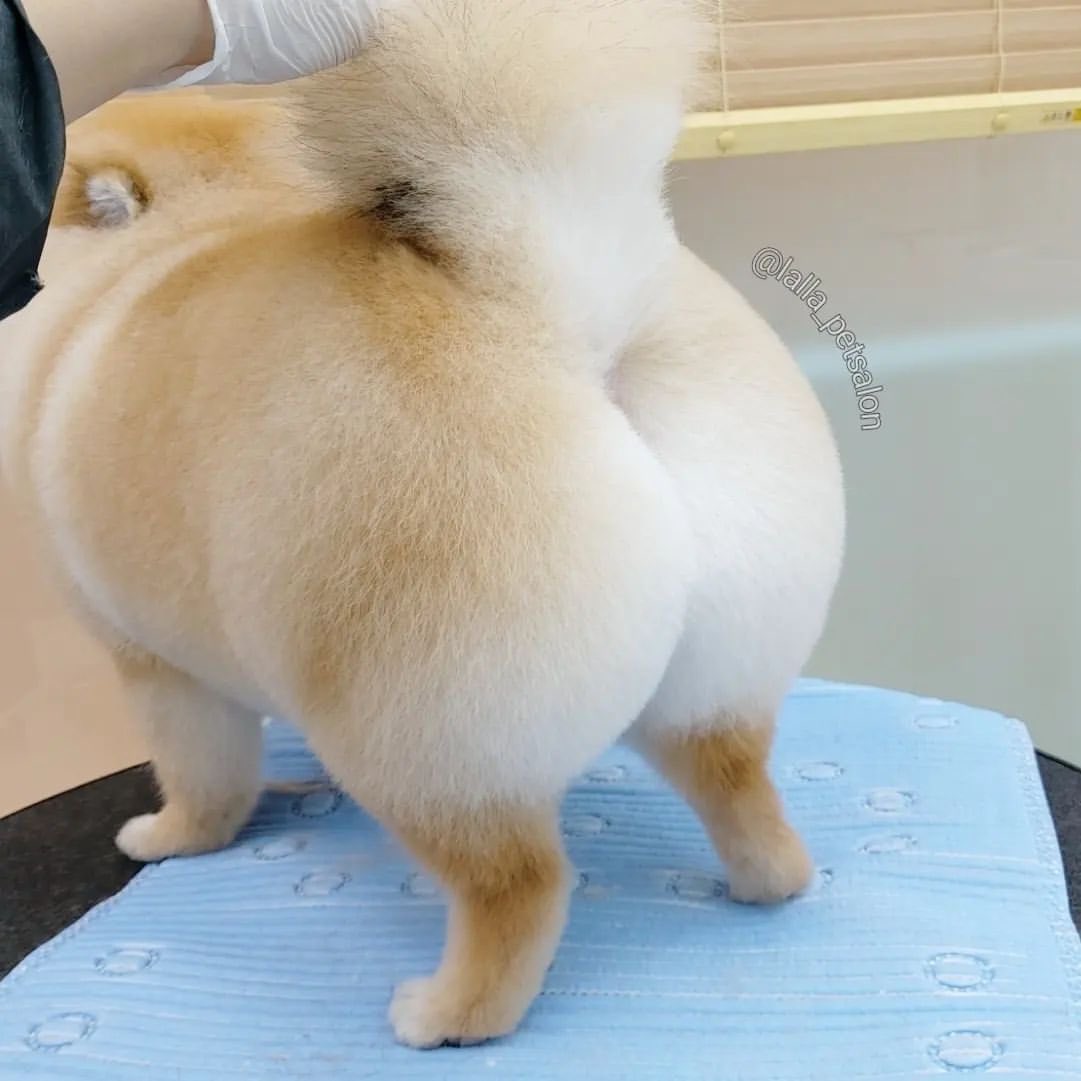 トリミングサロンに行くことで 犬が美尻 美脚を手に入れる 話題の画像プラス