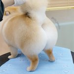 トリミングサロンに行くことで？犬が美尻・美脚を手に入れる!