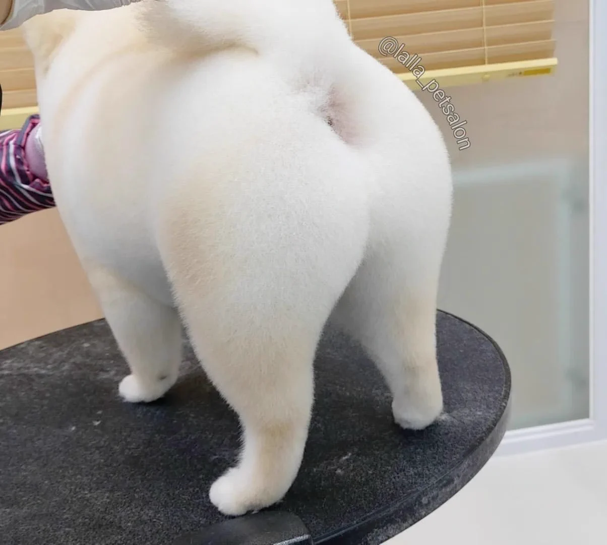 トリミングサロンに行くことで？犬が美尻・美脚を手に入れる！