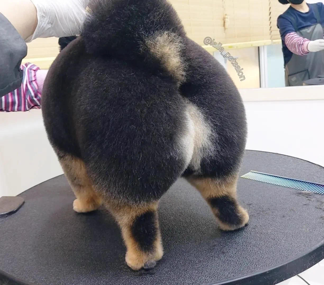 トリミングサロンに行くことで？犬が美尻・美脚を手に入れる！
