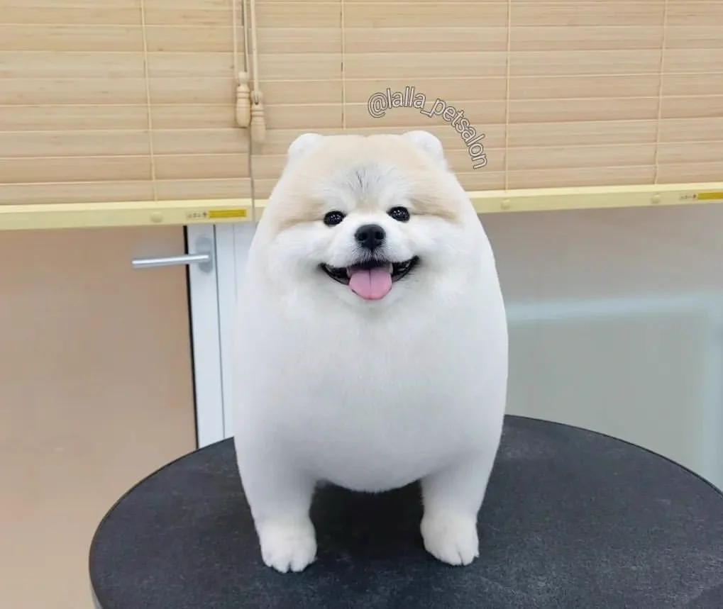 トリミングサロンに行くことで？犬が美尻・美脚を手に入れる！