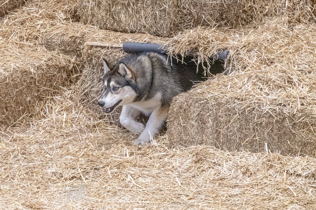 JaeStories's tweet photo. Look at this photo of my dog.
That is all.
#dog #siberianhusky #barnhunt https://t.co/UmzwRAYWBQ