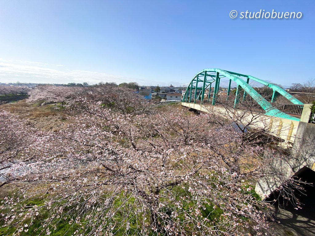 50Kitasan's tweet photo. 平井川の桜がもうすぐ満開！
東京都日の出町とあきる野市をまたいで流れていてのどかな風景を見せてくれます。
#桜の季節 
#写真好きな人と繫がりたい 
#散歩道のお花 https://t.co/IDGeGHBZOn