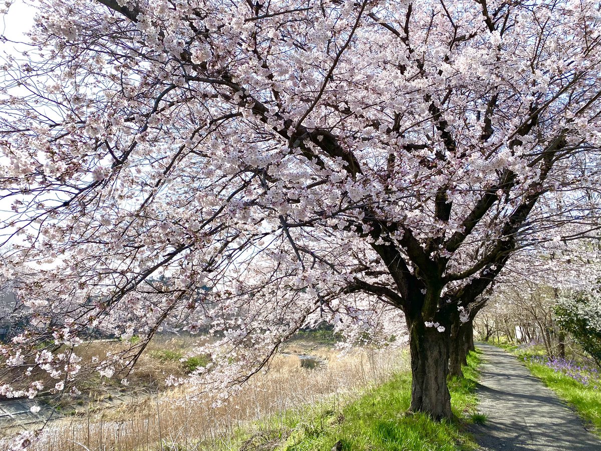 50Kitasan's tweet photo. 平井川の桜がもうすぐ満開！
東京都日の出町とあきる野市をまたいで流れていてのどかな風景を見せてくれます。
#桜の季節 
#写真好きな人と繫がりたい 
#散歩道のお花 https://t.co/IDGeGHBZOn