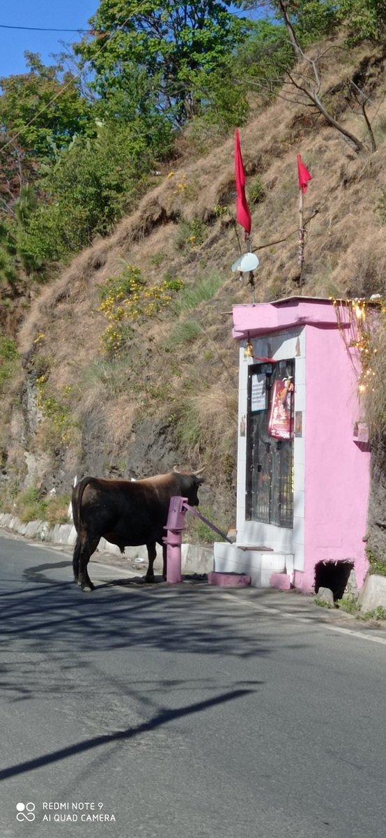 RohitGangotia's tweet image. #AnimalsOnRoad #ox outside #ShivaTemple not allowing me to go inside. Nandi ..