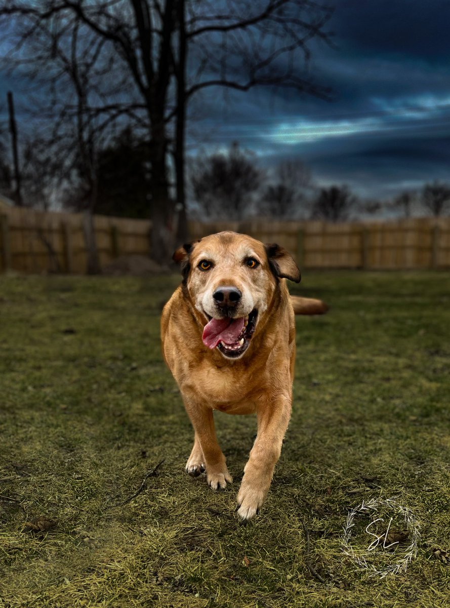 Extremely proud of this #actionshot #tuesdayvibe #tuesdaymotivations #dogsoftwitter #dogoftheday #twitterdogcommunity #dogoftwitter