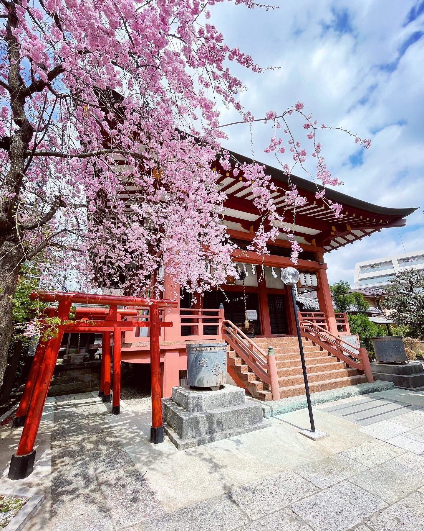 ロイヤルパインズホテル浦和 浦和観光スポット ホテルから徒歩約6分 大善院 桜が見頃です 近くにお立ち寄りの際は是非お立ち寄りください 埼玉観光 浦和観光 桜 桜の名所 T Co Gvi6sisb9y Twitter