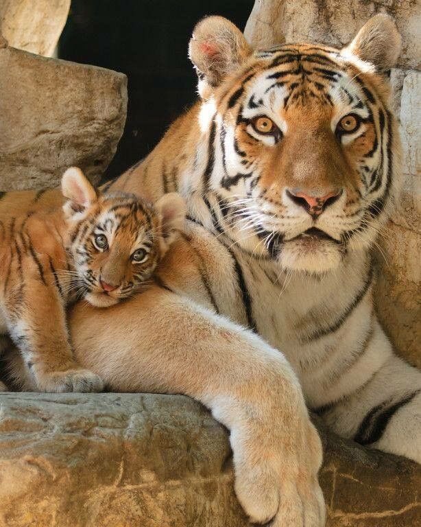 Good morning Twitter-Friends…Happy Wednesday 🐯🐯🧡🌻

#WednesdayMotivation 🌻 #CoffeeTime ☕️ #SpringVibes 🌸 #AnimalLovers 💗 #StayPositive 🌷 #PeaceAndLove 🕊