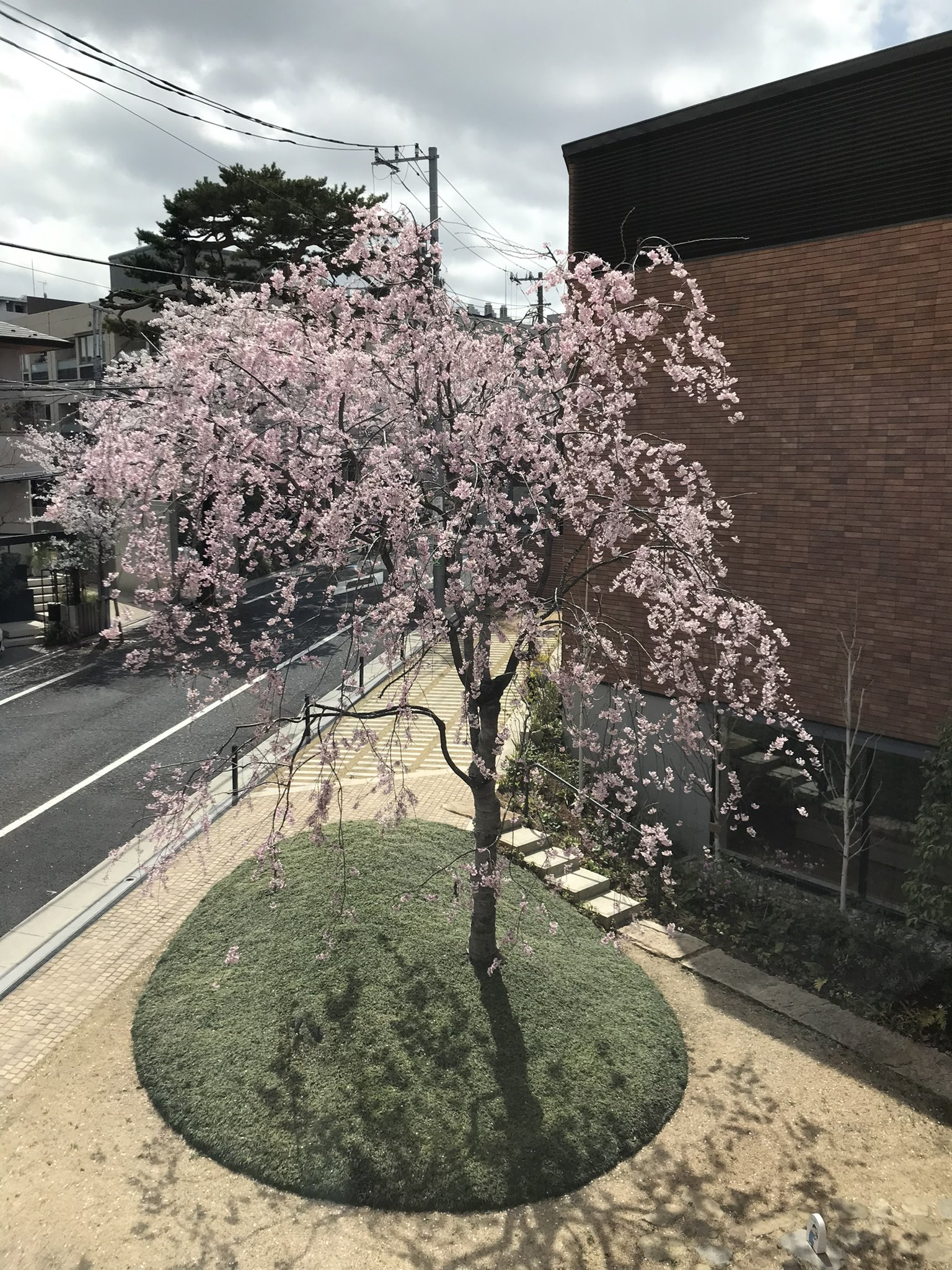 株式会社ｅａｓｔ 東京 桜新町の長谷川町子記念館のシンボルツリーの枝垂れ桜が 今年も満開になりました 風に少しづつ散りはじめ桜吹雪が綺麗です 枝垂れ桜は 町子さんのお好きな樹木でもありました これから先もずっとずっと この地で咲きづづけ