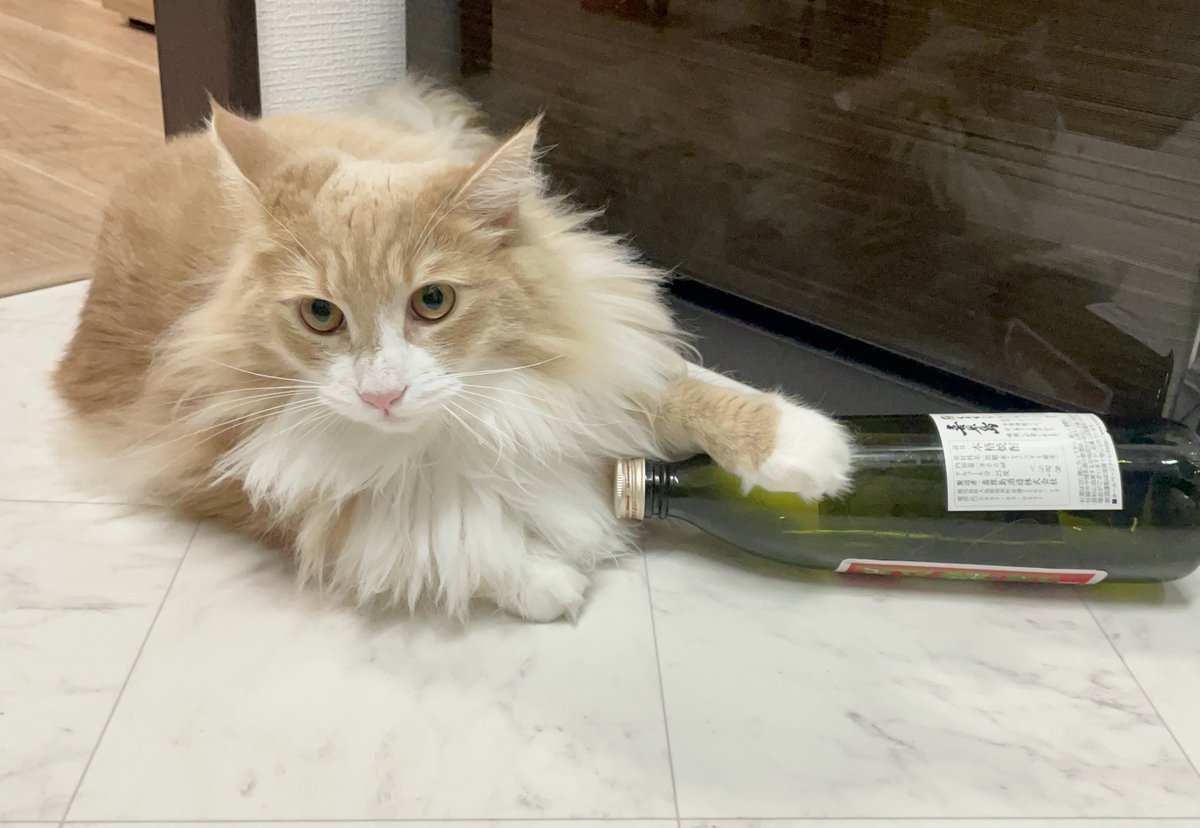 llya_cat's tweet photo. へべれけ猫😹 https://t.co/i7mOIEtZXB