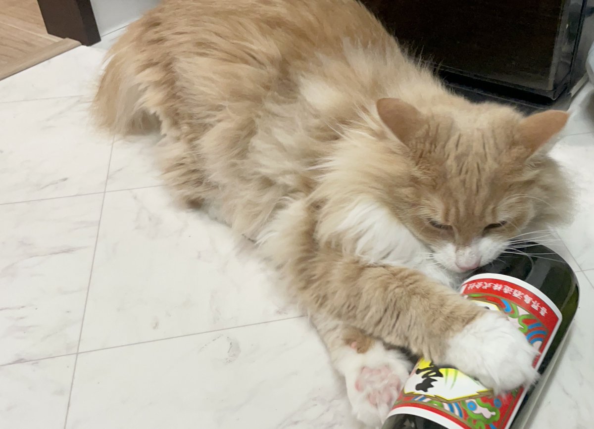llya_cat's tweet photo. へべれけ猫😹 https://t.co/i7mOIEtZXB
