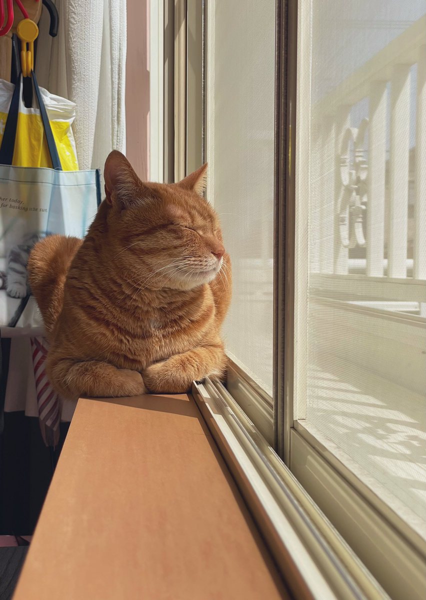 日向ぼっこ✨🐾