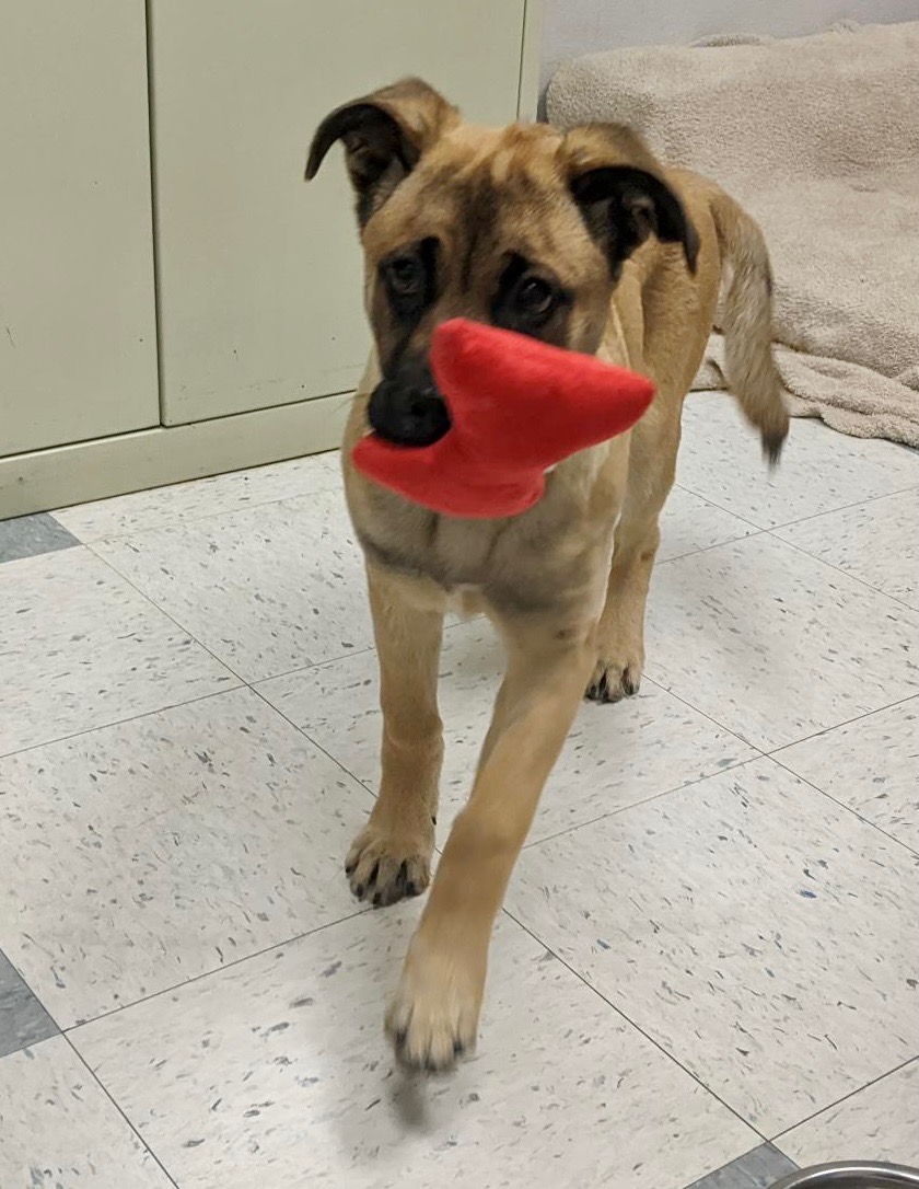 AnimalFriendsR1's tweet photo. We received a life-saving plea from Hitchcock Road Animal Services for a 3-month old puppy with Parvo. She is now receiving care at the VCA. Once she recovers she'll be in need of a loving foster home. 
Want to foster? Fill out an application today! 
https://t.co/ByqwNRaenV https://t.co/WBRjf5OrcB