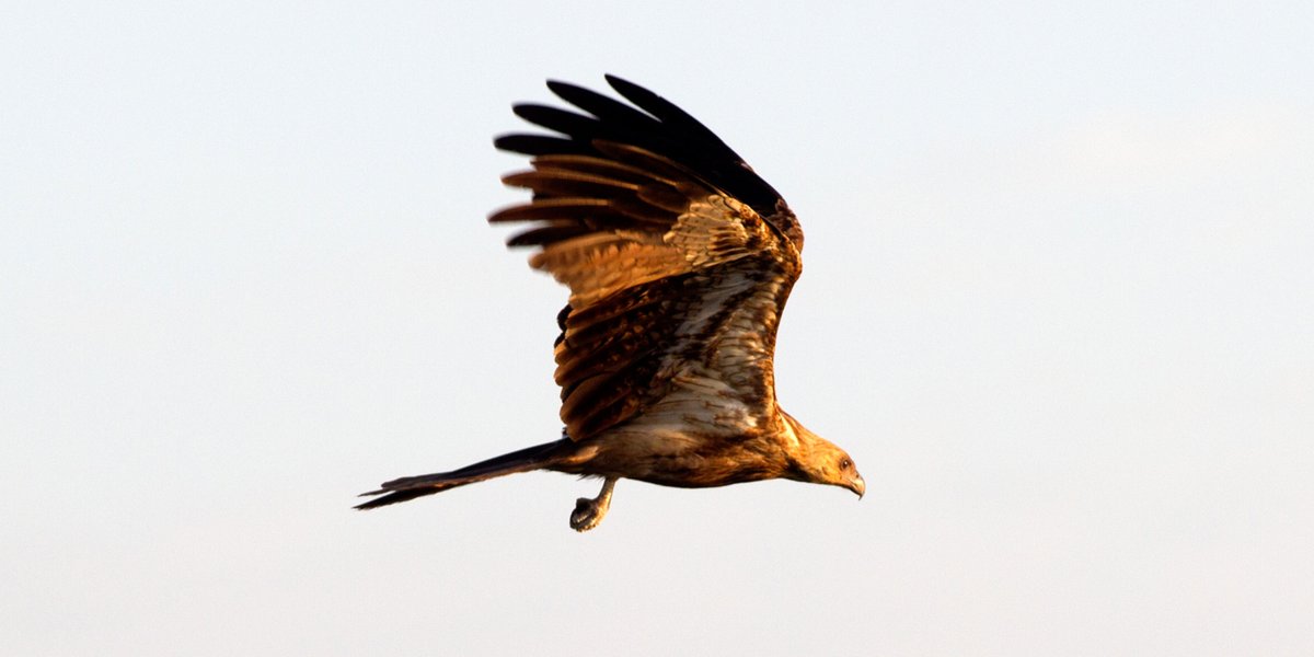 HumptyDooBarra's tweet image. This is a Whistling Kite, named after the loud call it often makes in flight. They’re a medium size hawk, smaller than Wedgies and very common around the top end. They love the farm because they can score a free feed from any leftover fish feed.