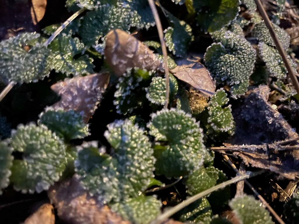 marlenebergman's tweet photo. A calm and chilly morning with frost on the ground #morning #morningwalk #walk #wednesday #march30 #winter #spring #oxls #oxelösund #sweden #outsoors #exercise #cold #frost https://t.co/cZZcIarTum
